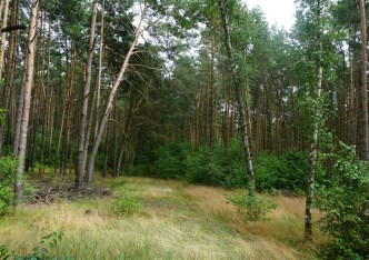 działka na sprzedaż - Białe Błota (gw), Zielonka 