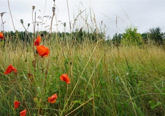 działka na sprzedaż - Sicienko (gw), Gliszcz