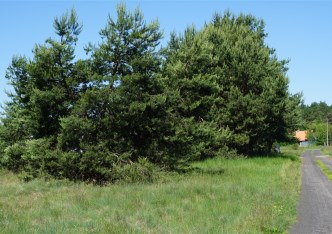 działka na sprzedaż - Białe Błota (gw), Zielonka 